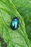 Chrysolina coerulans