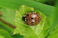 Anatis ocellata