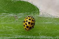 Psyllobora vigintiduopunctata