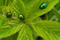 Chrysolina fastuosa