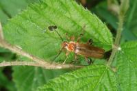 Cantharis livida