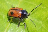 Cryptocephalus bipunctatus