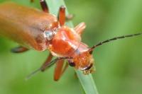 Cantharis livida