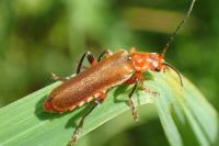 Cantharis livida