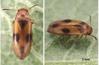Anaspis maculata