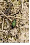Carabus auratus