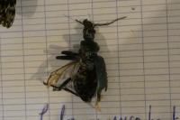 Calosoma sycophanta