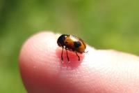 Cryptocephalus bipunctatus
