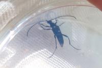 Rutpela nigra