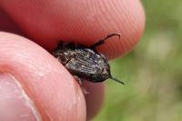 Valgus hemipterus