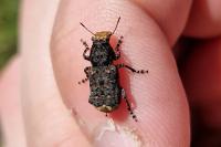 Platyrhinus resinosus