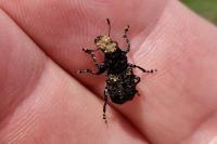 Platyrhinus resinosus