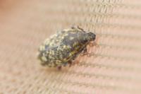Rhinocyllus conicus
