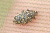 Rhinocyllus conicus