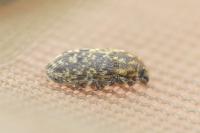 Rhinocyllus conicus