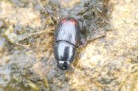 Phalacronothus biguttatus