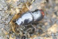 Phalacronothus biguttatus