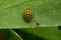 Psyllobora vigintiduopunctata