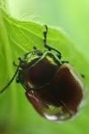 Chrysolina polita
