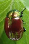 Chrysolina polita