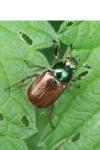 Phyllopertha horticola