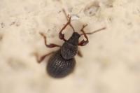 Otiorhynchus ovatus