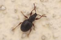 Otiorhynchus ovatus