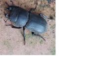 Dorcus parallelipipedus