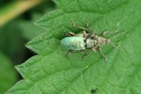 Phyllobius pomaceus