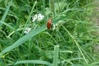 Pyrochroa serraticornis