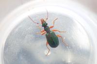 Drypta dentata