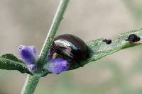 Chrysolina americana