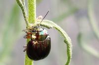 Chrysolina americana
