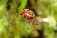 Subcoccinella vigintiquatuorpunctata