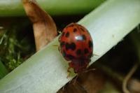 Subcoccinella vigintiquatuorpunctata