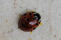 Anatis ocellata