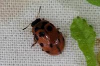 Gonioctena