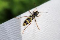 Clytus arietis