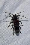 Anaglyptus mysticus