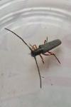 Phytoecia icterica