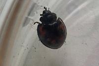 Exochomus quadripustulatus