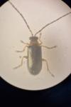 Luperus flavipes