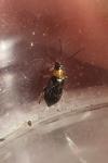 Luperus flavipes