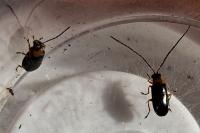Luperus flavipes