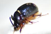 Odonteus armiger