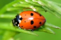 Hippodamia variegata