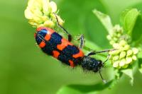 Trichodes alvearius