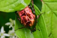 Cetonia aurata