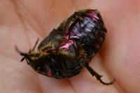Cetonia aurata
