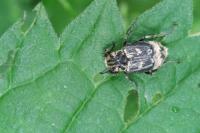 Valgus hemipterus